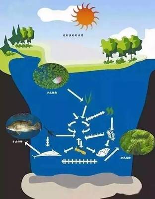 六大水环境生态修复技术分析_搜狐科技